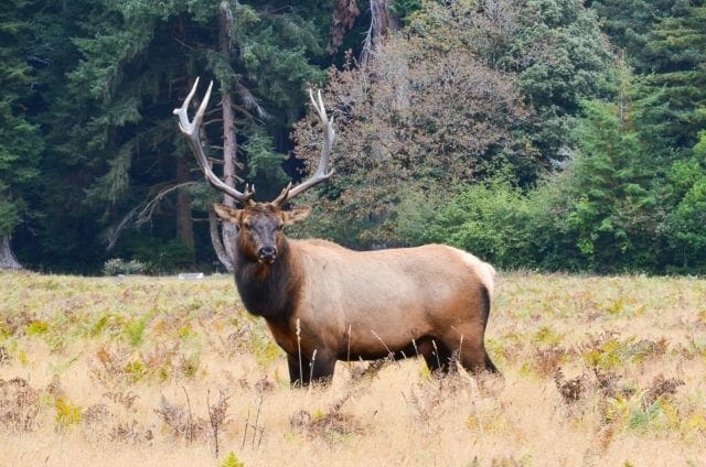 Elk 