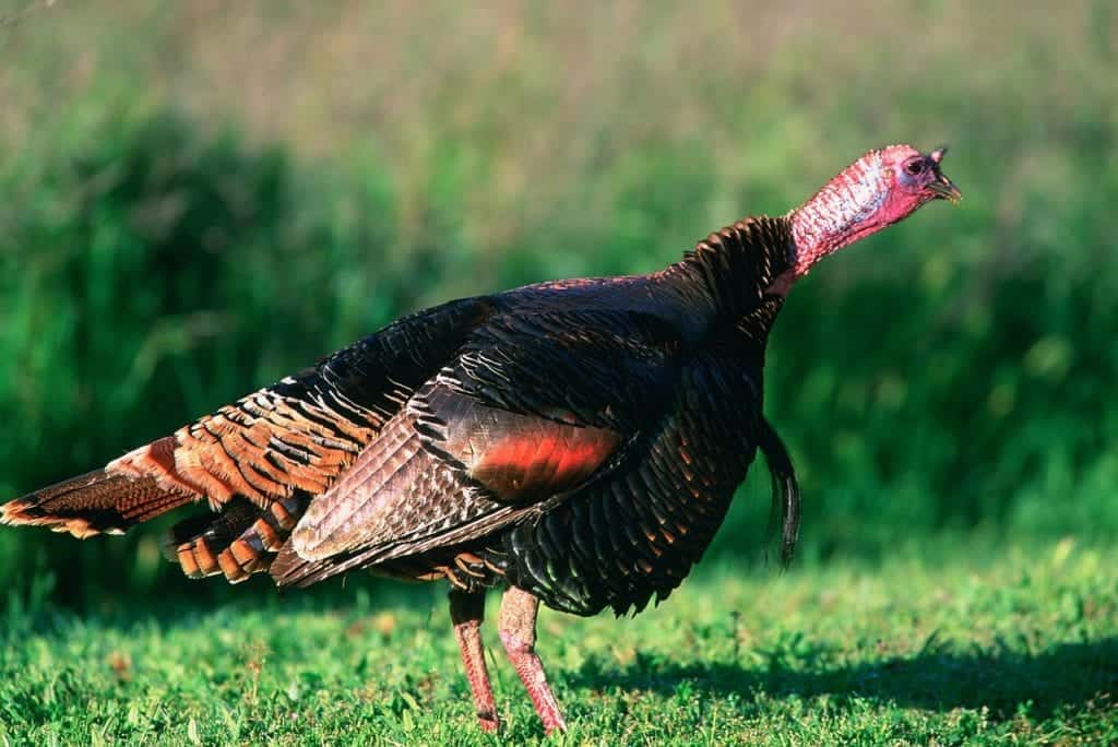 wild-turkey hunting